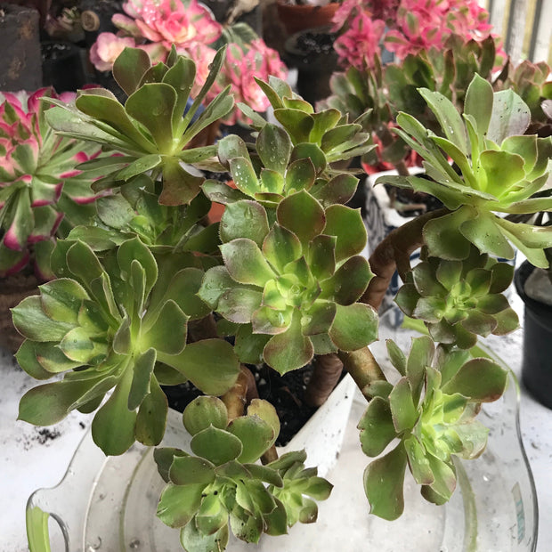 Aeonium Luoshen cluster. Photos taken 10-15-23. Rare Aeonium