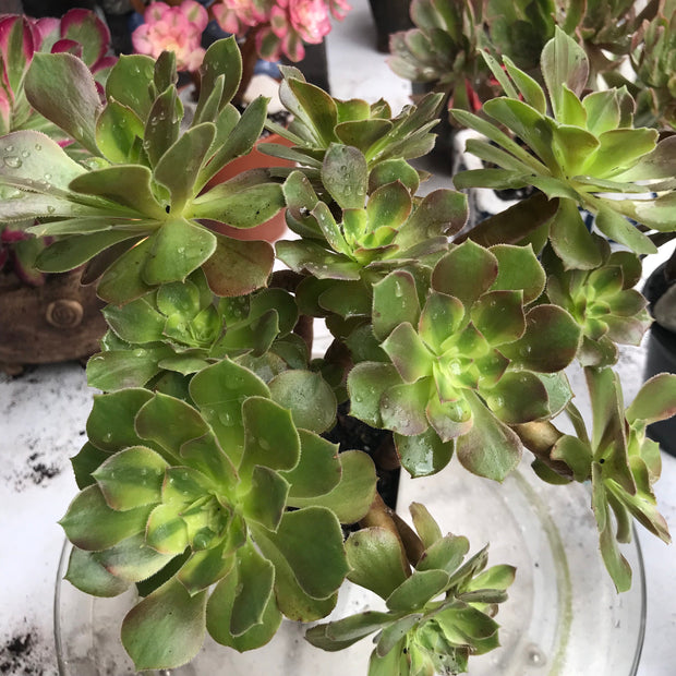 Aeonium Luoshen cluster. Photos taken 10-15-23. Rare Aeonium