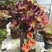 Aeonium Medusa huge cluster tree. Photos taken 10-15-23. Rare Aeonium