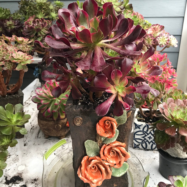 Aeonium Medusa huge cluster tree. Photos taken 10-15-23. Rare Aeonium