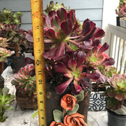 Aeonium Medusa huge cluster tree. Photos taken 10-15-23. Rare Aeonium