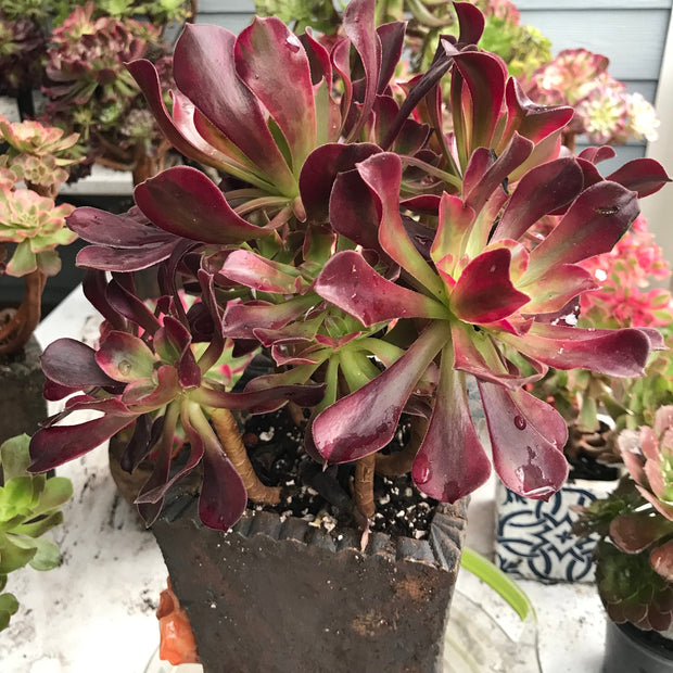 Aeonium Medusa huge cluster tree. Photos taken 10-15-23. Rare Aeonium