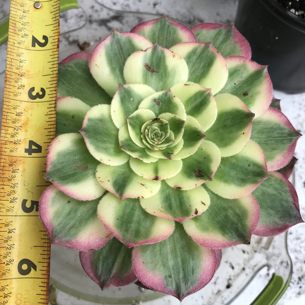 Variegated Rare succulents. Aeonium Neptune. New variety. Photos taken 10-16-23. Rare Aeonium