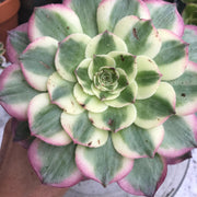Variegated Rare succulents. Aeonium Neptune. New variety. Photos taken 10-16-23. Rare Aeonium