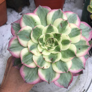 Variegated Rare succulents. Aeonium Neptune. New variety. Photos taken 10-16-23. Rare Aeonium