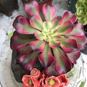 Variegated Rare succulents. Aeonium Hongyan.  Photos taken 10-16-23. Rare Aeonium
