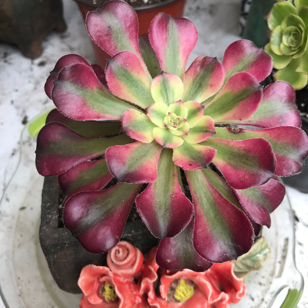Variegated Rare succulents. Aeonium Hongyan.  Photos taken 10-16-23. Rare Aeonium