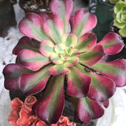 Variegated Rare succulents. Aeonium Hongyan.  Photos taken 10-16-23. Rare Aeonium