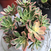 Variegated Rare succulents. Aeonium sweet tea cluster. Photos taken 10-16-23. Rare Aeonium