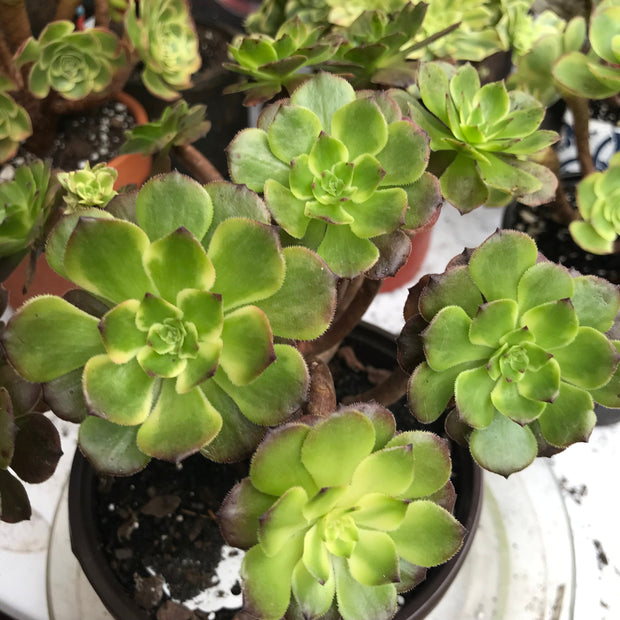 Aeonium Fireworks cluster. Photos taken 10-16-23. Rare Aeonium