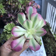 Variegated rare succulent. Aeonium Pink Witch cutting. Photos taken 10-17-23. Rare Aeonium