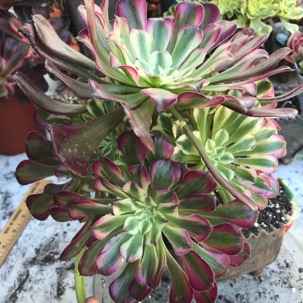 Variegated rare succulent. Aeonium White Zwartkop cluster tree. Photos taken 10-19-23. Rare Aeonium