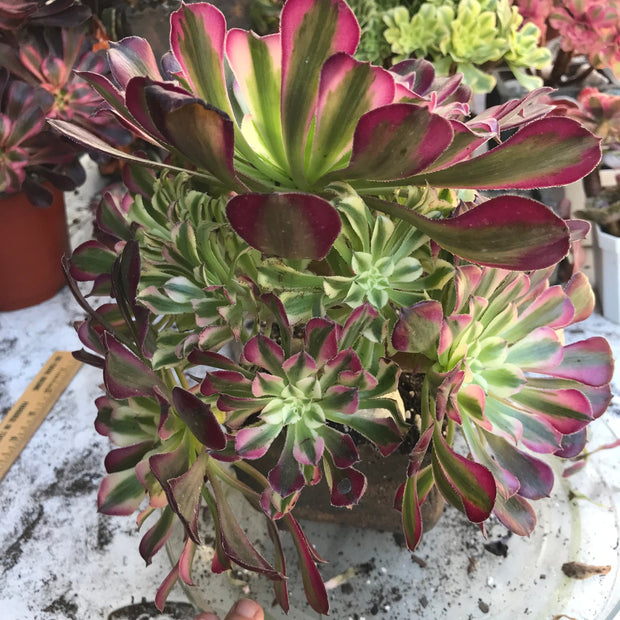Variegated rare succulent. Aeonium White Zwartkop cluster tree. Photos taken 10-19-23. Rare Aeonium