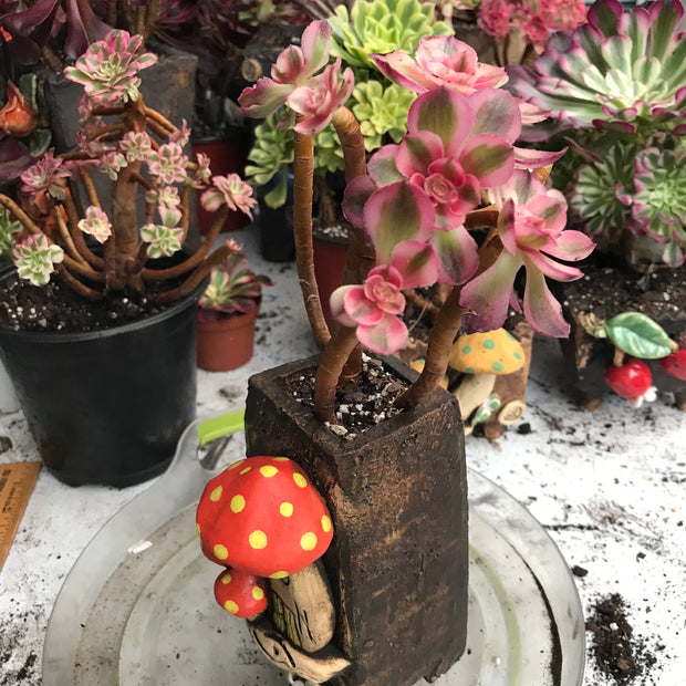 Variegated rare succulent. Aeonium Allure cluster. Great deal. New mark down. Photos taken 10-20-23. Rare Aeonium