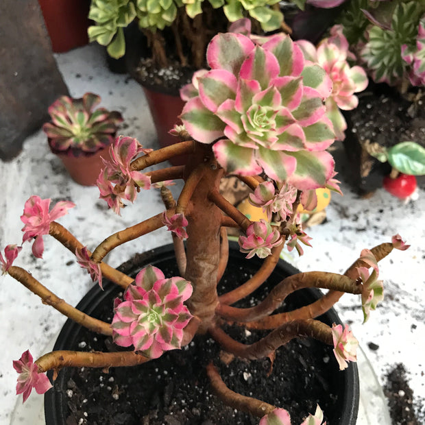 Variegated rare succulent. Aeonium Black Copper Vase cluster. Great deal. New mark down. Photos taken 10-20-23. Rare Aeonium
