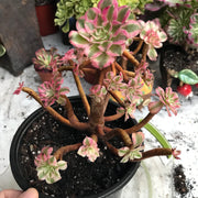 Variegated rare succulent. Aeonium Black Copper Vase cluster. Great deal. New mark down. Photos taken 10-20-23. Rare Aeonium