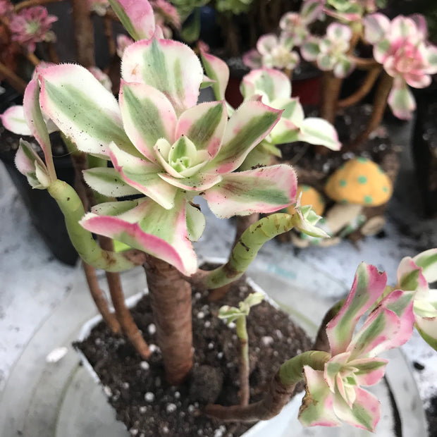Variegated rare succulent. Aeonium Pink Witch cluster. Great deal. New mark down. Photos taken 10-20-23. Rare Aeonium