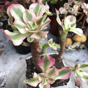 Variegated rare succulent. Aeonium Pink Witch cluster. Great deal. New mark down. Photos taken 10-20-23. Rare Aeonium