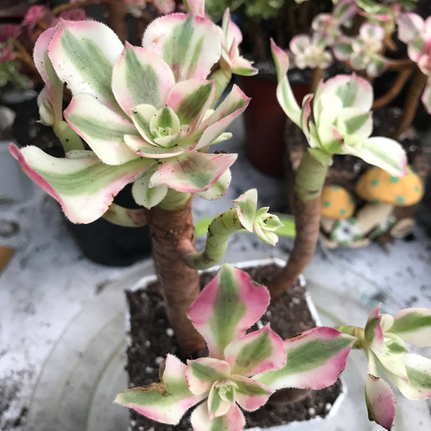 Variegated rare succulent. Aeonium Pink Witch cluster. Great deal. New mark down. Photos taken 10-20-23. Rare Aeonium