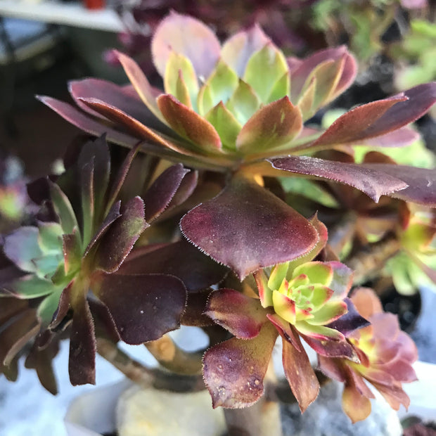 Variegated rare succulent. Aeonium Red King Kong cluster tree. Photos taken 10-21-23. Rare Aeonium