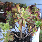 Variegated rare succulent. Aeonium Pink Daisy Poker Facr cluster tree. Photos taken 10-21-23. Rare Aeonium