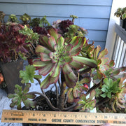 Variegated rare succulent. Aeonium Pink Daisy Poker Facr cluster tree. Photos taken 10-21-23. Rare Aeonium