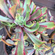 Variegated rare succulent. Aeonium Pink Daisy Poker Face huge cluster tree. Photos taken 10-21-23. Rare Aeonium