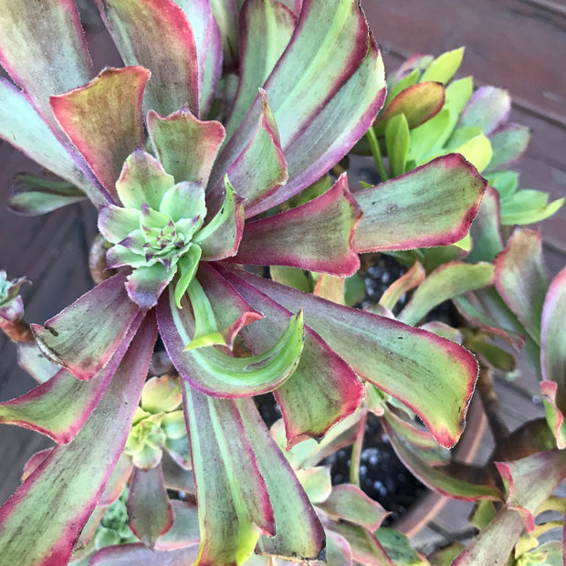 Variegated rare succulent. Aeonium Pink Daisy Poker Face huge cluster tree. Photos taken 10-21-23. Rare Aeonium