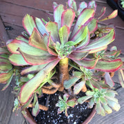 Variegated rare succulent. Aeonium Pink Daisy Poker Face huge cluster tree. Photos taken 10-21-23. Rare Aeonium