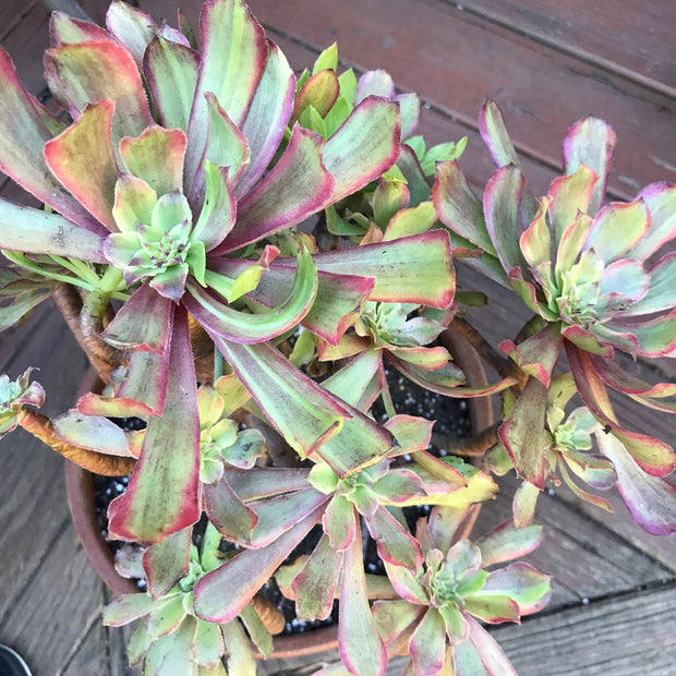 Variegated rare succulent. Aeonium Pink Daisy Poker Face huge cluster tree. Photos taken 10-21-23. Rare Aeonium