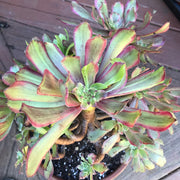 Variegated rare succulent. Aeonium Pink Daisy Poker Face huge cluster tree. Photos taken 10-21-23. Rare Aeonium