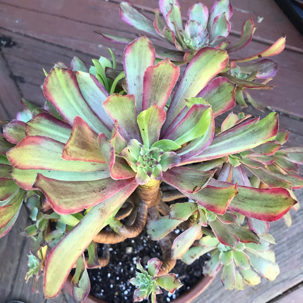 Variegated rare succulent. Aeonium Pink Daisy Poker Face huge cluster tree. Photos taken 10-21-23. Rare Aeonium