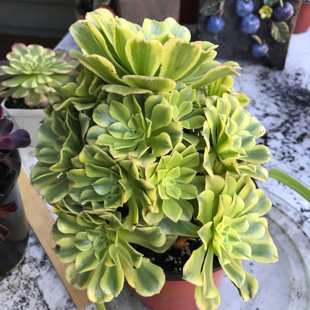 Variegated rare succulent. Aeonium Jasper cluster tree. New Variety. Photos taken 10-21-23. Rare Aeonium