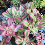 Variegated rare succulent. Aeonium Pink Witch  cluster tree. Photos taken 10-21-23. Rare Aeonium