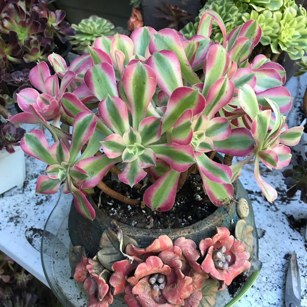 Variegated rare succulent. Aeonium Pink Witch  cluster tree. Photos taken 10-21-23. Rare Aeonium