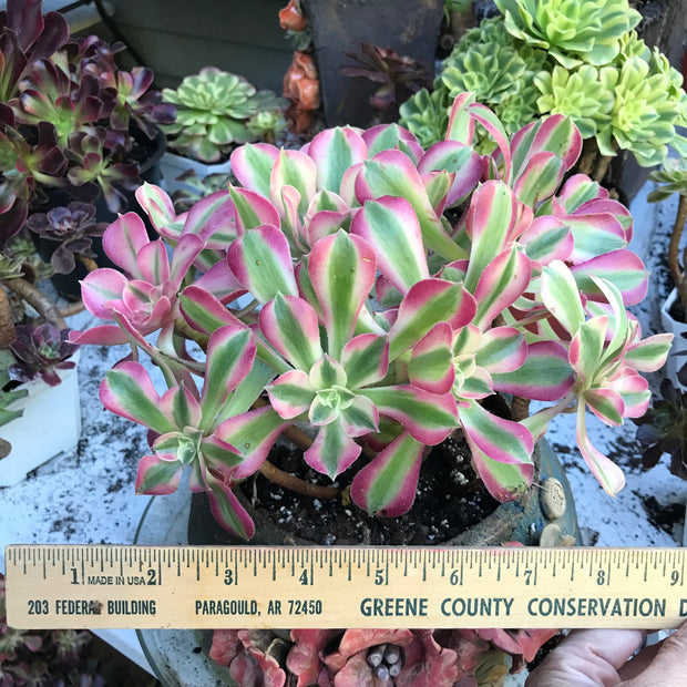 Variegated rare succulent. Aeonium Pink Witch  cluster tree. Photos taken 10-21-23. Rare Aeonium