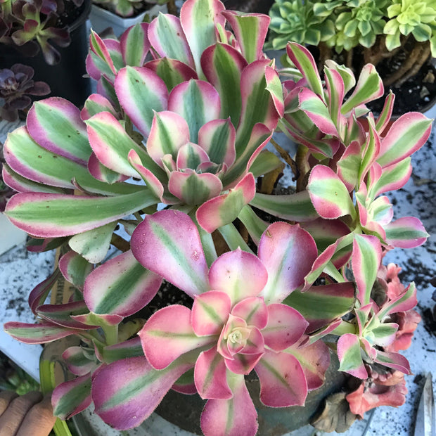 Variegated rare succulent. Aeonium Pink Witch  cluster tree. Photos taken 10-21-23. Rare Aeonium